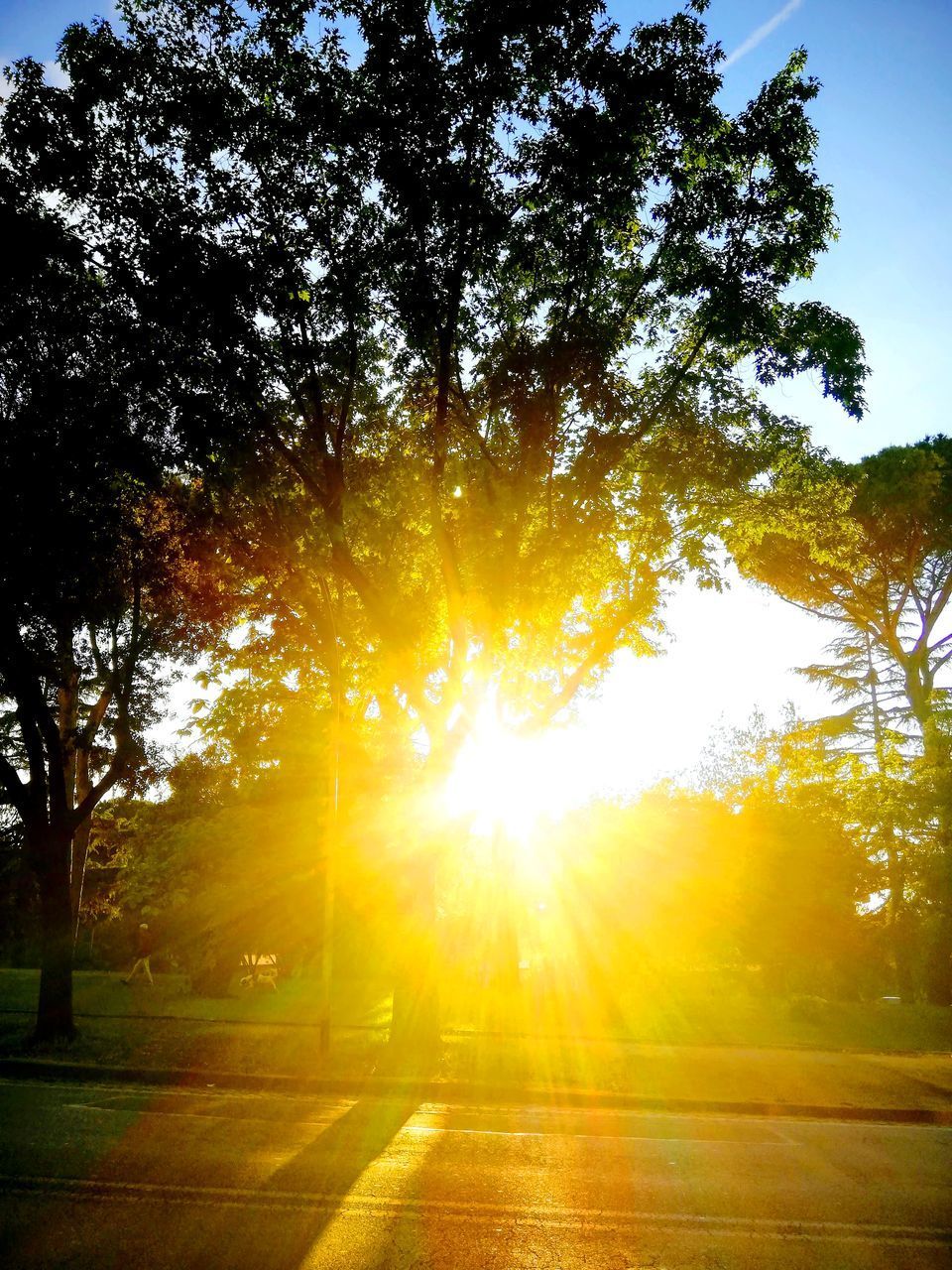 SUNLIGHT STREAMING THROUGH TREES AGAINST SKY