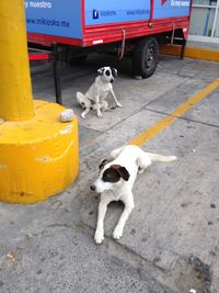 Dog standing on road