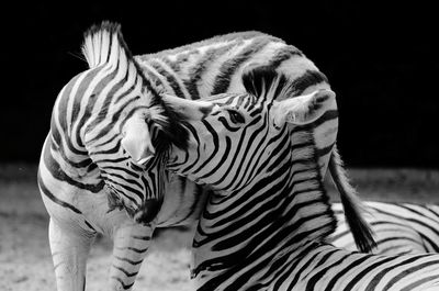 Close-up of zebras