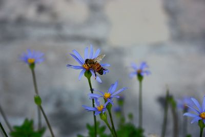 Close-up of purple flowers blooming outdoors