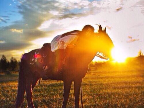 sunset, field, sky, sun, landscape, grass, rural scene, cloud - sky, orange color, sunlight, nature, beauty in nature, tranquility, sunbeam, horse, grassy, cloud, lens flare, tranquil scene, scenics