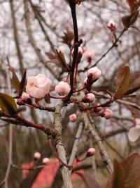 Close-up of cherry blossoms in spring