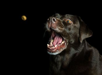 Close-up of dog over black background