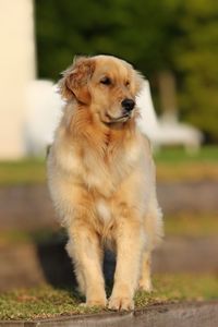 Portrait of dog sitting on field