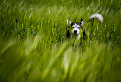 Portrait of dog on grassy field