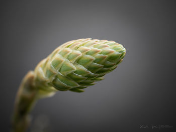 Close-up of green leaf against white background