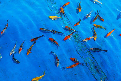 High angle view of koi carps swimming in sea