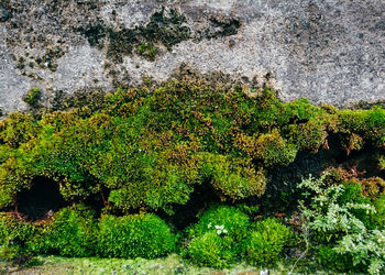 High angle view of moss growing on rock against wall