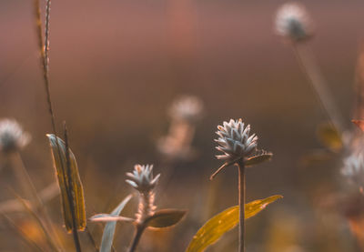 Close-up of wilted plant on field