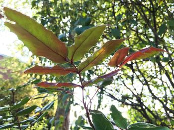 Low angle view of tree