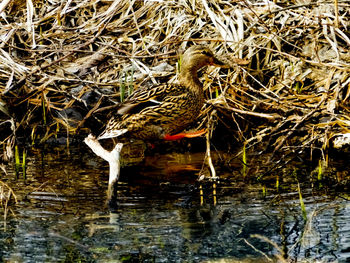 Bird perching on water