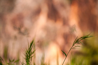 Close-up of plant growing on field