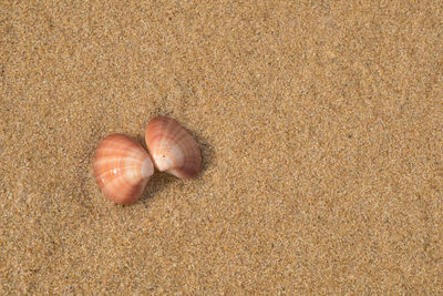 High angle view of shell on sand