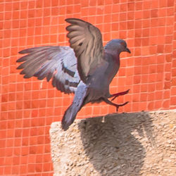 Bird perching on brick wall