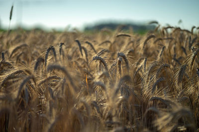 View of wheat field against sky