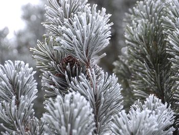 Close-up of pine tree