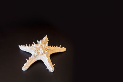 White horned sea star protoreaster nodosus isolated on a black background