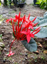 Close-up of red flower