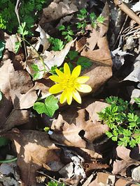 High angle view of yellow flowers blooming on field