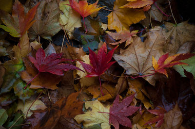 Close-up of fallen maple leaves