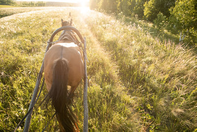 View of horse on field