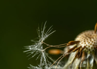 Close-up of caterpillar on plant