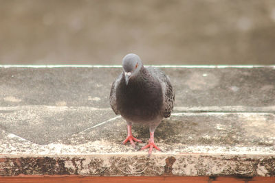 Pigeons on the roof , pigeons are poultry that we can see everywhere.