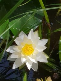 Close-up of white flowering plant