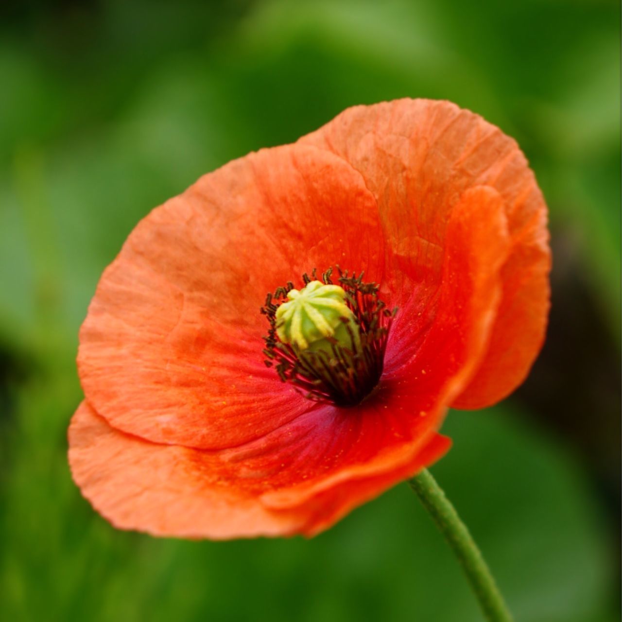 flower, petal, freshness, flower head, fragility, single flower, growth, close-up, beauty in nature, nature, focus on foreground, orange color, one animal, red, pollen, plant, blooming, stamen, insect, animal themes