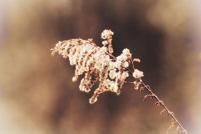 Close-up of cherry blossom on branch