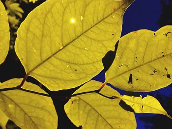 Close-up of yellow leaf during autumn