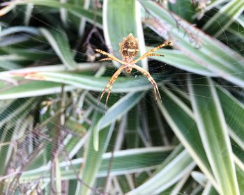 Close-up of spider on plant
