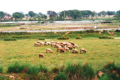 Sheep grazing on grassy field