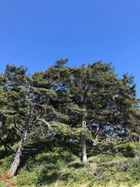 Low angle view of trees against clear blue sky