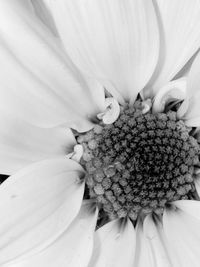 Full frame shot of white flowering plant