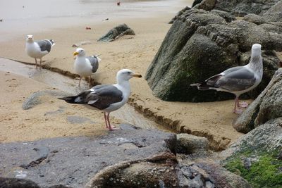 Flock of birds on beach