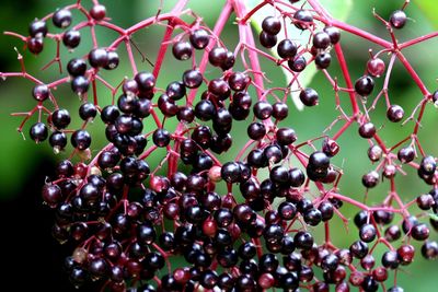 Close-up of grapes growing on tree