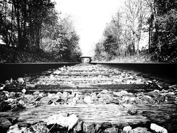 Reflection of trees in water