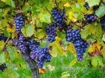 Grapes growing in vineyard