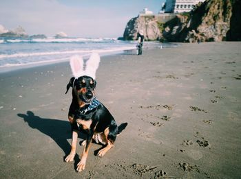 Dog on beach with easter bunny ears 