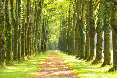 Avenue with many linden trees in row and footpath
