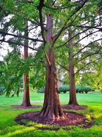 Trees growing in a park