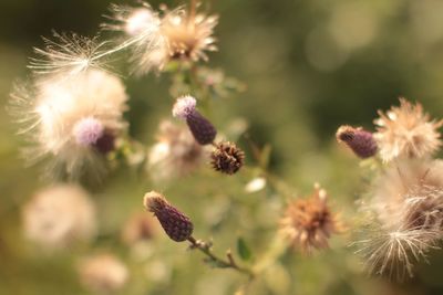 Close-up of flowers against blurred background