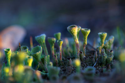 Close-up of plant growing on field