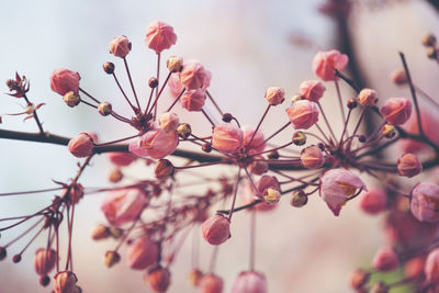 Close-up of pink cherry blossoms in spring