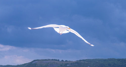 Seagull flying in sky