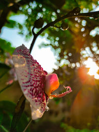 Close-up of red flower on tree