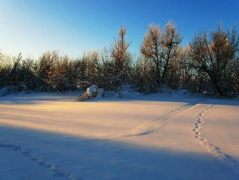 Trees on snow covered field against sky