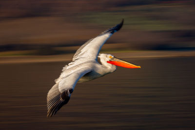 Bird flying over lake