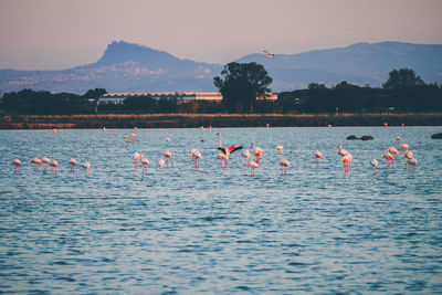 View of pink flamingos in salt flats
against mountains